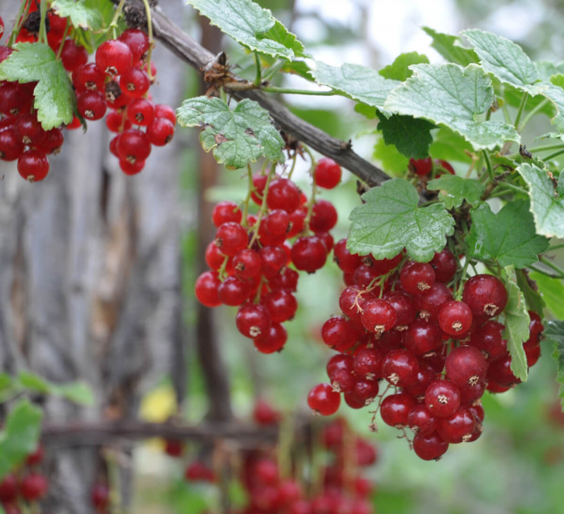 confiture-de-groseilles-france-equitable-bio