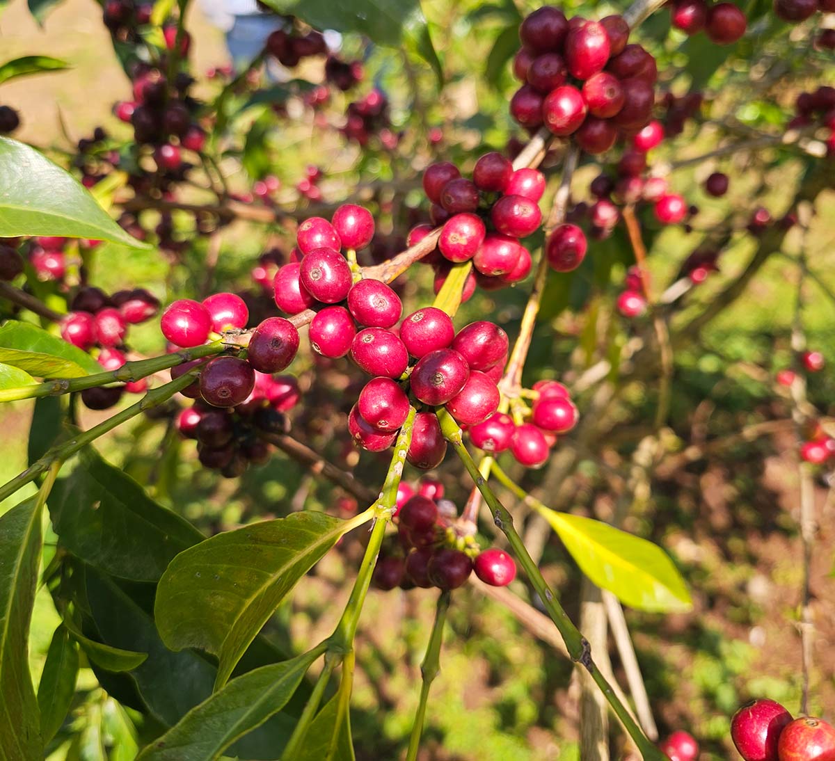 coopérative homa Ethiopie branche cerise café