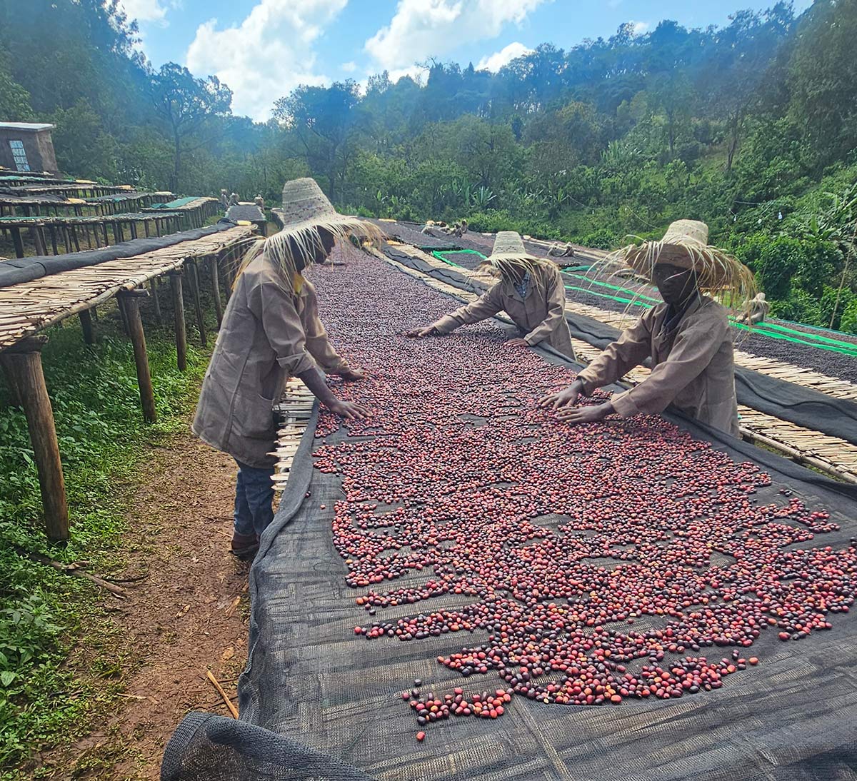 coopérative homa Ethiopie séchage cerise café