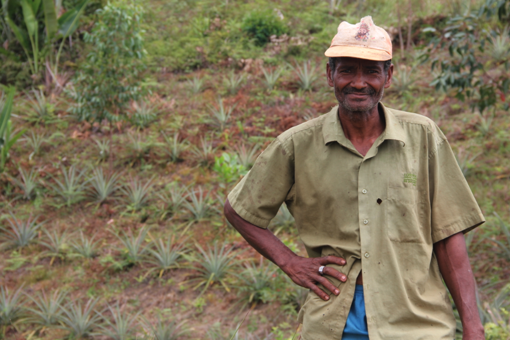 coopérative magnéva ananas