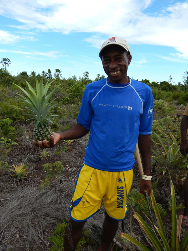 coopérative magnéva ananas