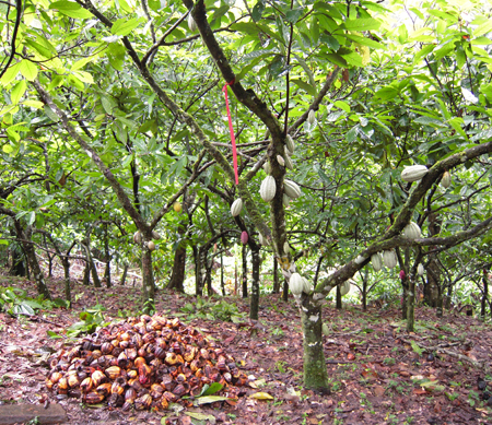 Cacaoyer d'une coopérative au Nicaragua