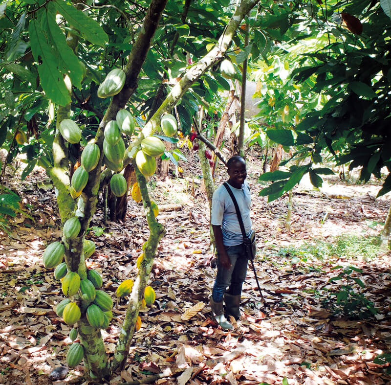 coopérative sceb cacao bio equitable ethiquable côyte d'ivoire