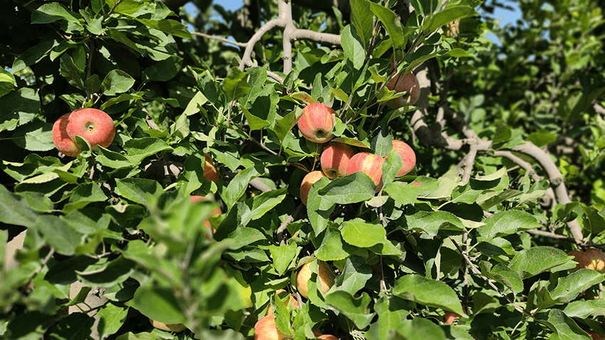 coopérative univert pomme bio equitable france