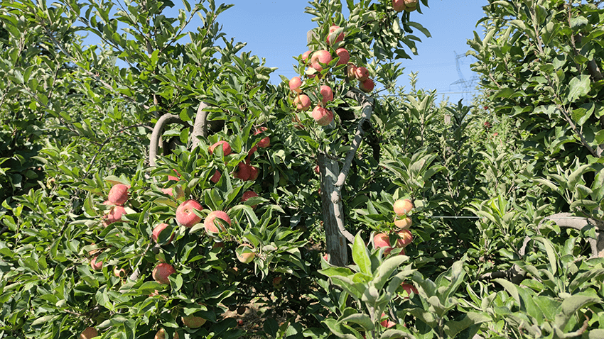 coopérative univert pomme bio equitable france