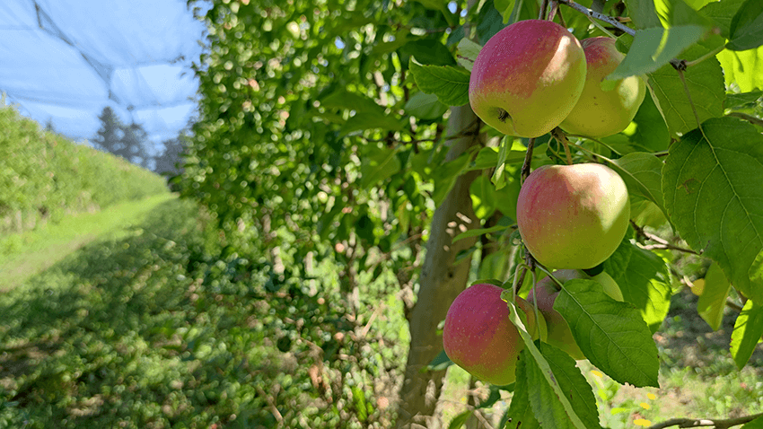 coopérative univert pomme bio equitable france