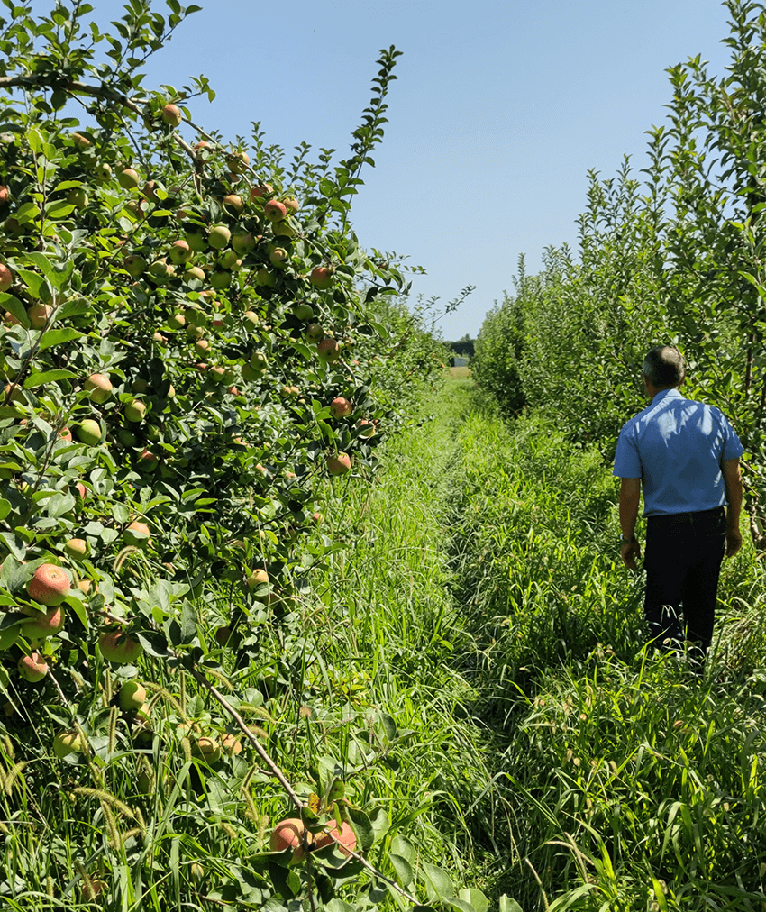 coopérative univert pomme bio equitable france