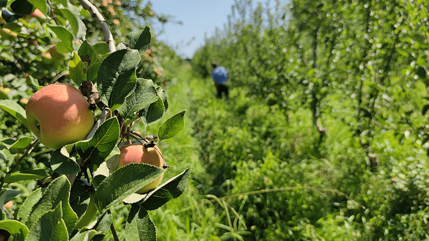 coopérative univert pomme bio equitable france