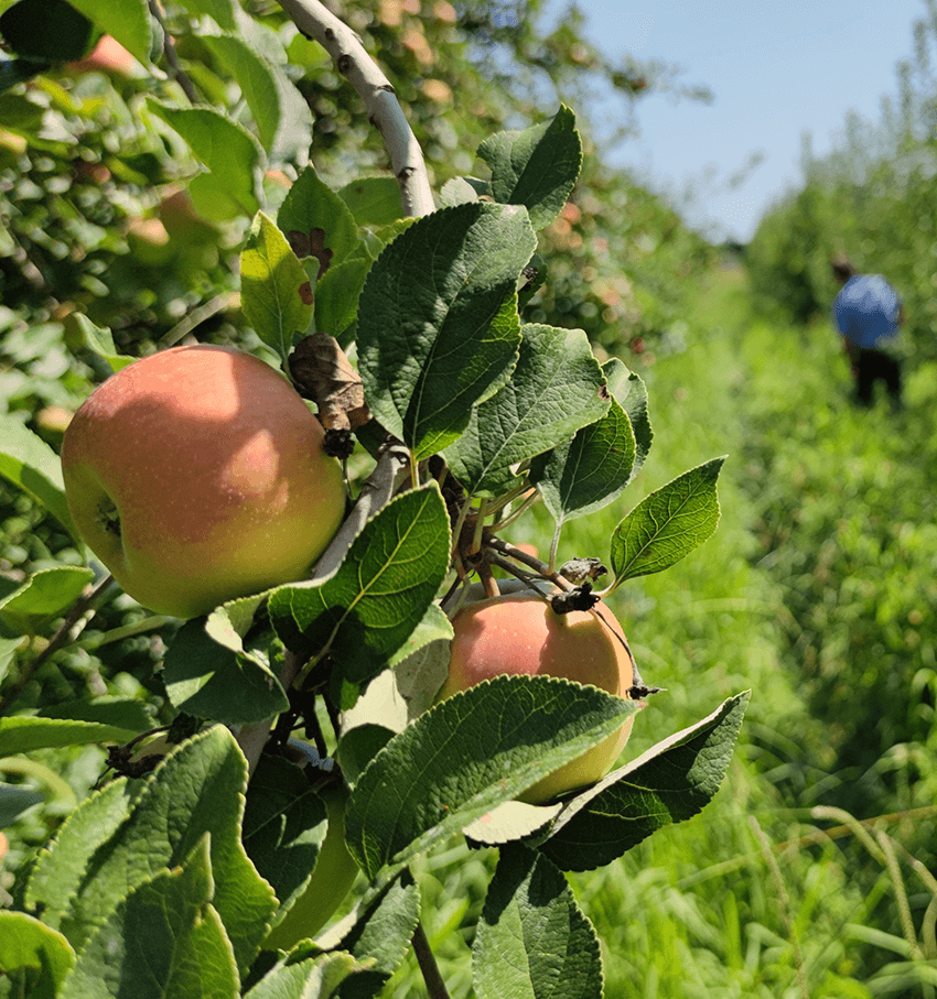 coopérative univert pomme bio equitable france