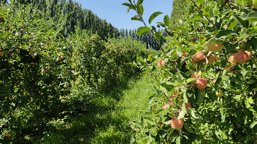 coopérative univert pomme bio equitable france