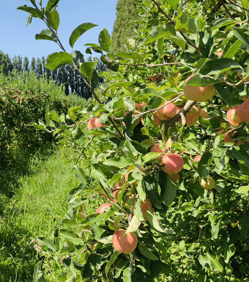 coopérative univert pomme bio equitable france