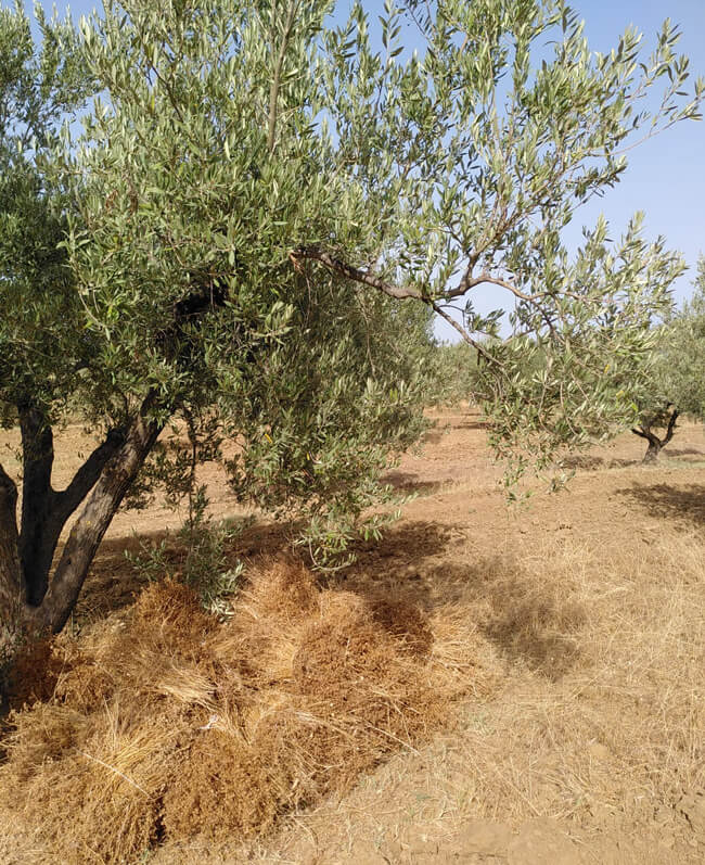 coriandre graine bio equitable Tunisie