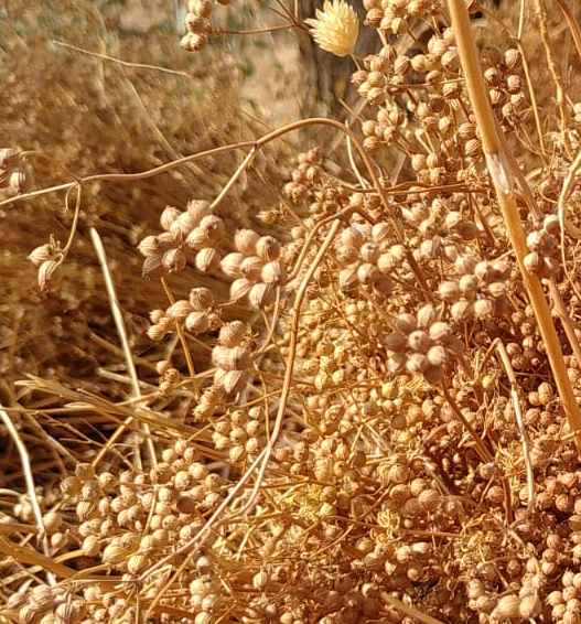 coriandre graine bio equitable Tunisie