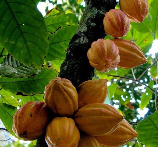 eL ceibo CACAO BIO EQUITABLE