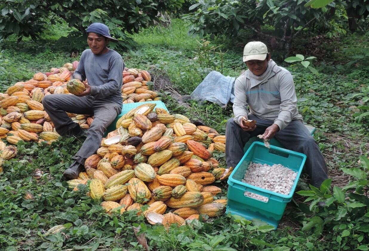 eL ceibo CACAO BIO EQUITABLE