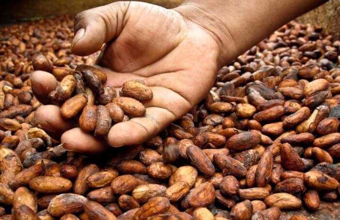 eL ceibo CACAO BIO EQUITABLE