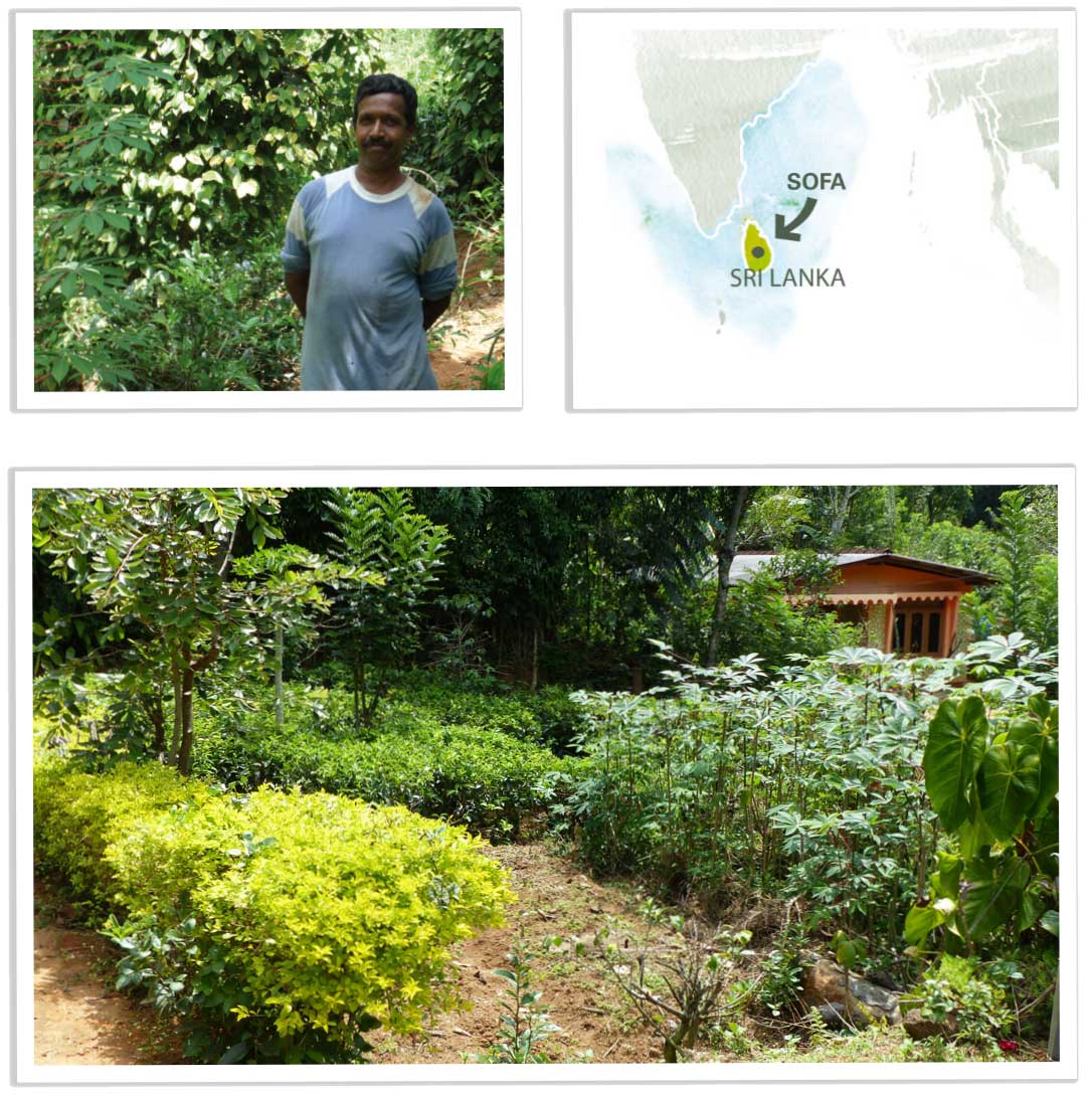 culture épices bio coopérative ftak kerala
