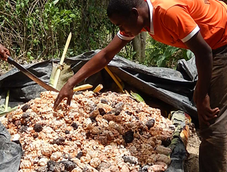 Eurafrik-7 Côte d'Ivoire - ⚠️IMPORTANT: Après fermentation, le séchage des  fèves de cacao et autres matières se fait en moins de 30 minutes⏰ .  Sécher-Griler-Torréfier sans odeurs les fèves de cacao et