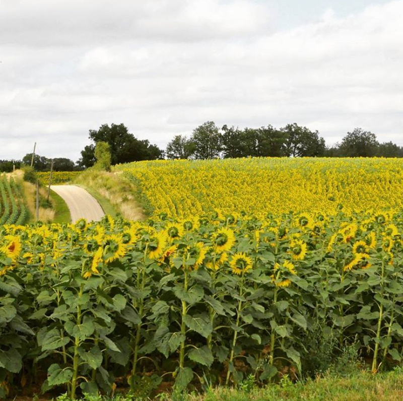 ethiquable bio de gascogne tournesol paysans d'ici