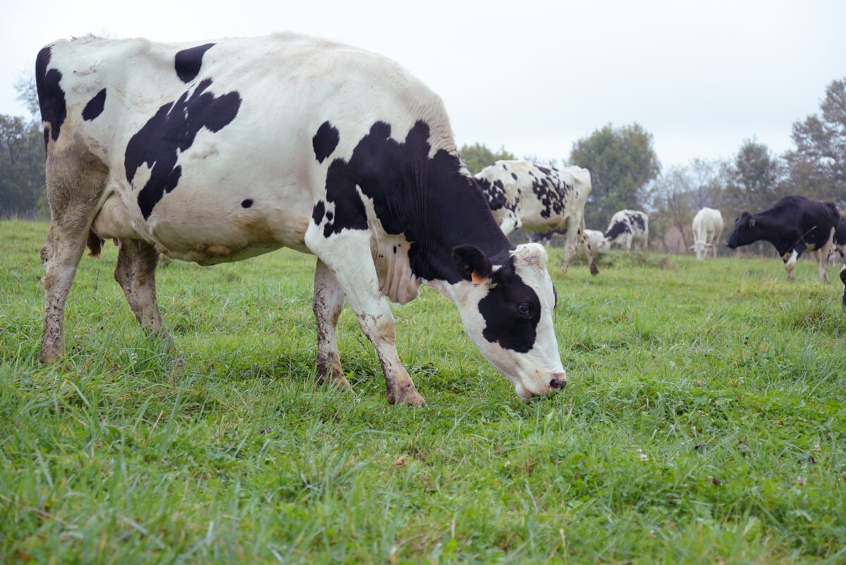 Du lait bio avec des aliments 100% origine France