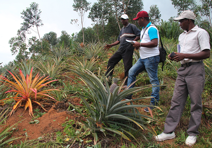 coopérative magnéva ananas