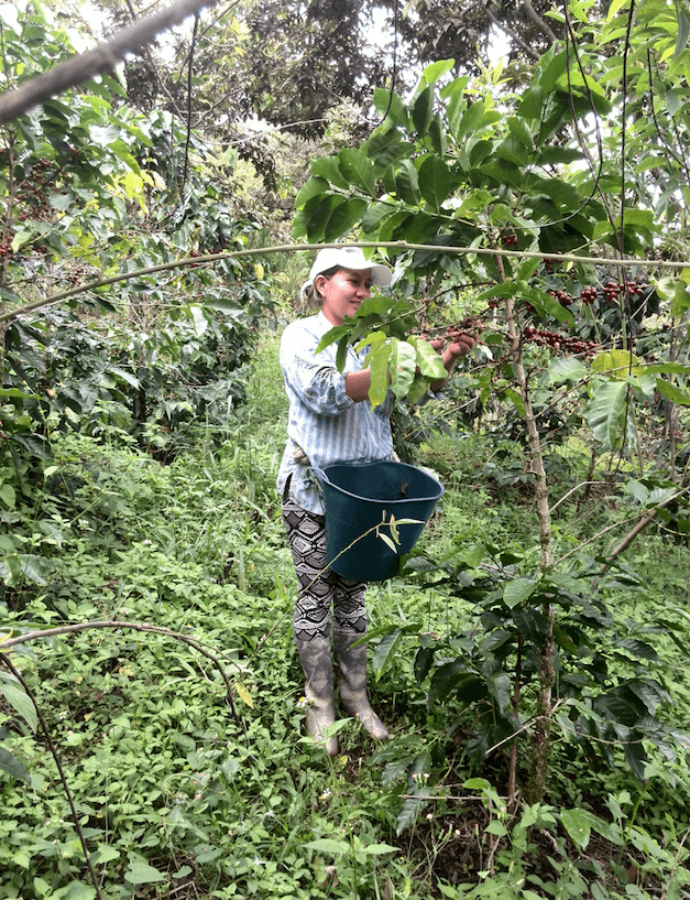 Colombie café coopérative cosurca