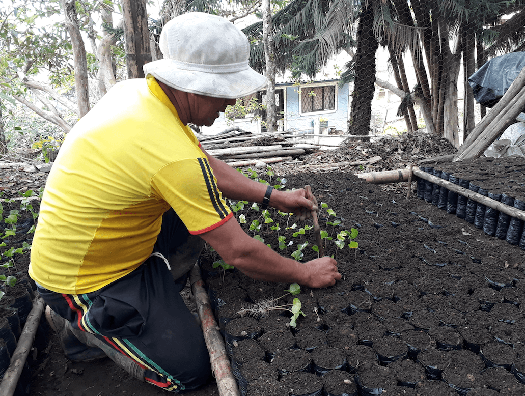 café colombie cosurca