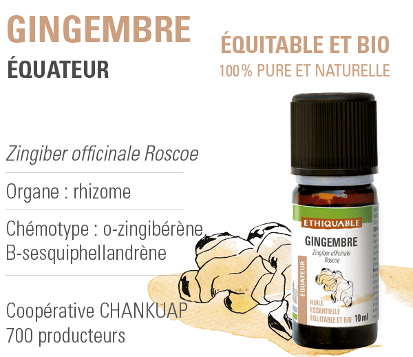 huile-essentielle - gingembre - equitable-bio-ethiquable