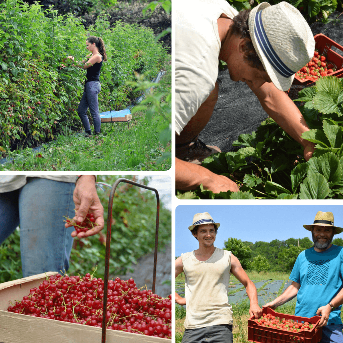 etic'Monts bio terroir monts du lyonnais fruits rouges