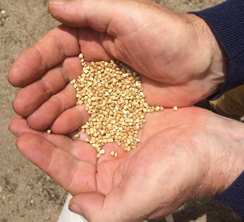 farine-de-sarrasin bio équitable France paysans d'ici