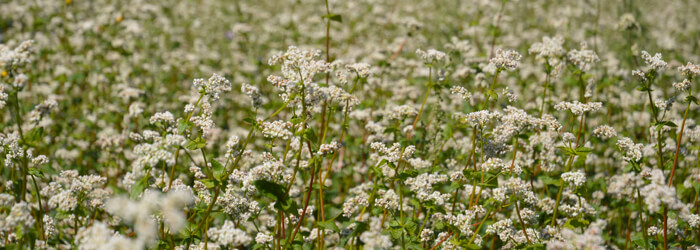 Farine de sarrasin bio et équitable