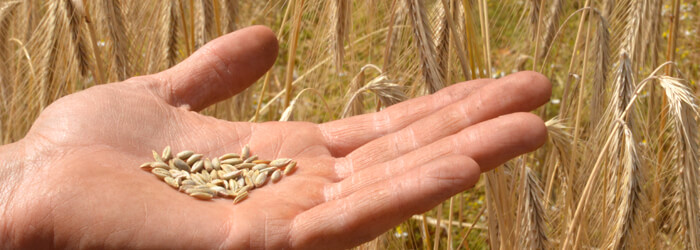 farine de seigle bio et équitable