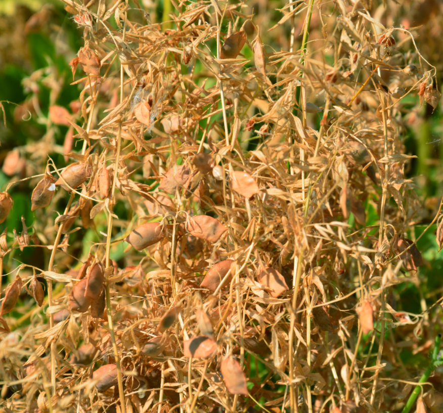 FERME DE CHASSAGNE BIO EQUITABLE  lentille