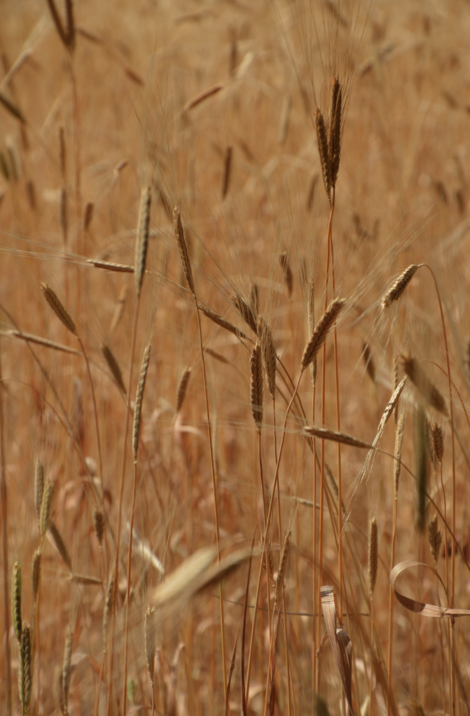 FERME DE CHASSAGNE ÉPEAUTRE BIO EQUITABLE