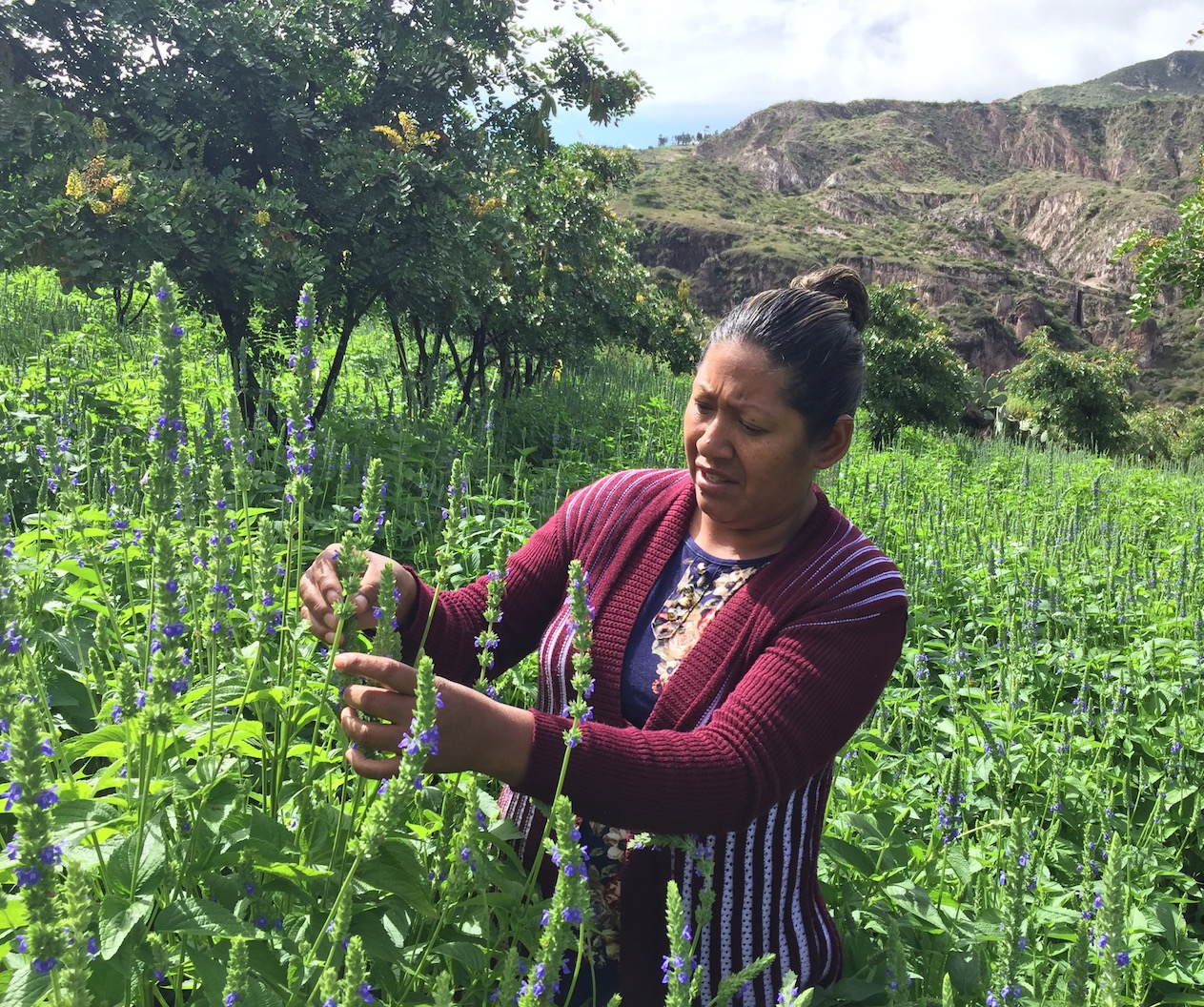 frutos del andes chia bio équitable