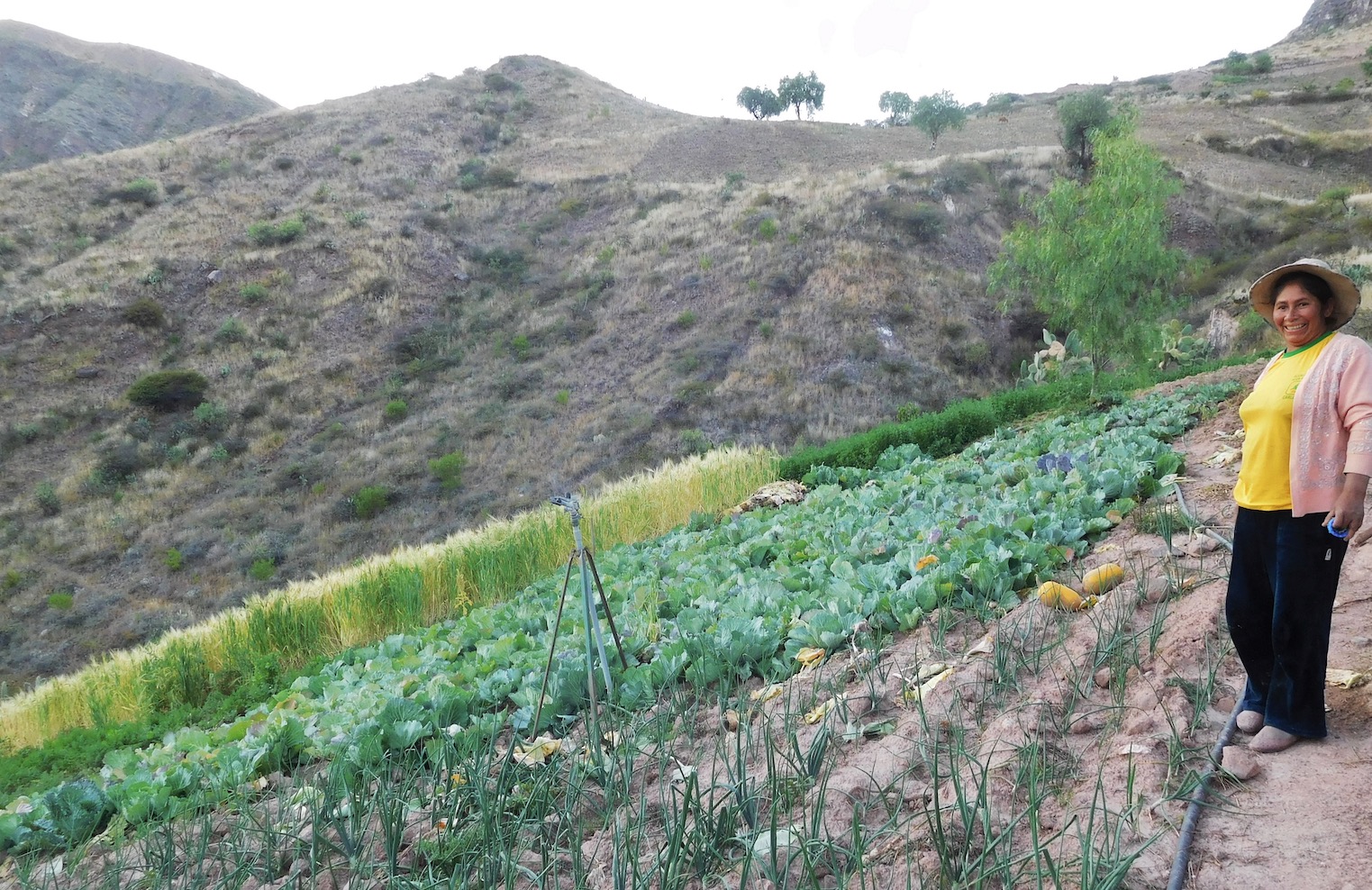 frutos del andes