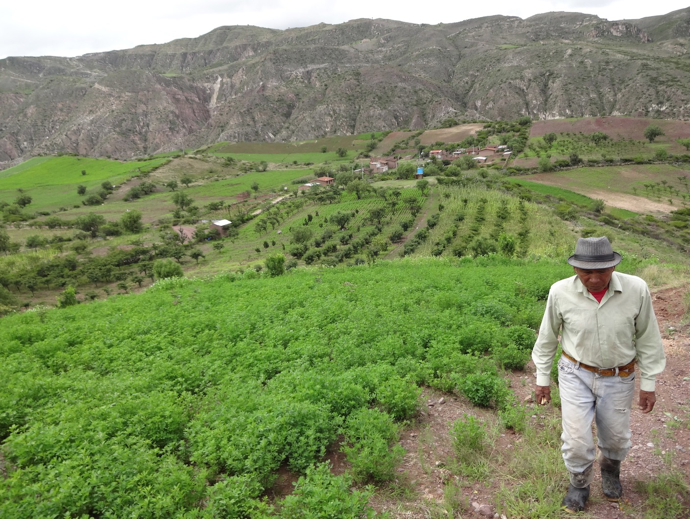 frutos del andes