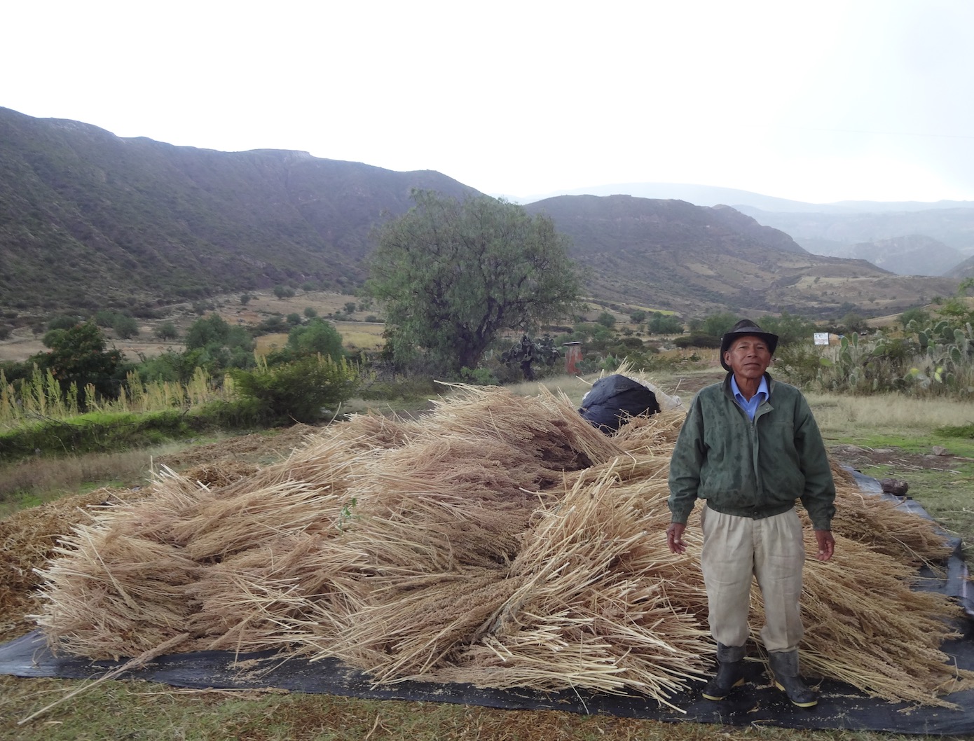 frutos del andes