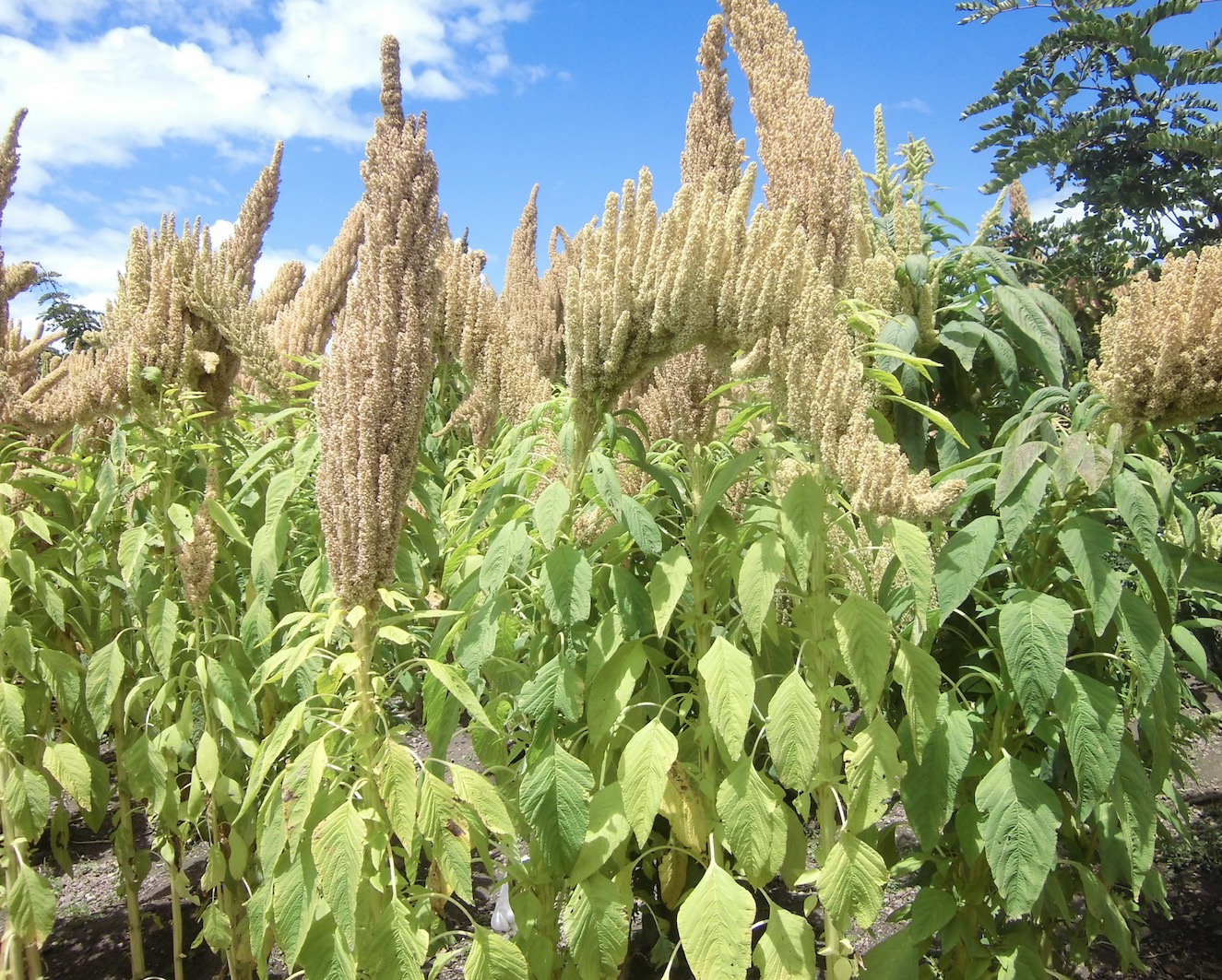 frutos del andes