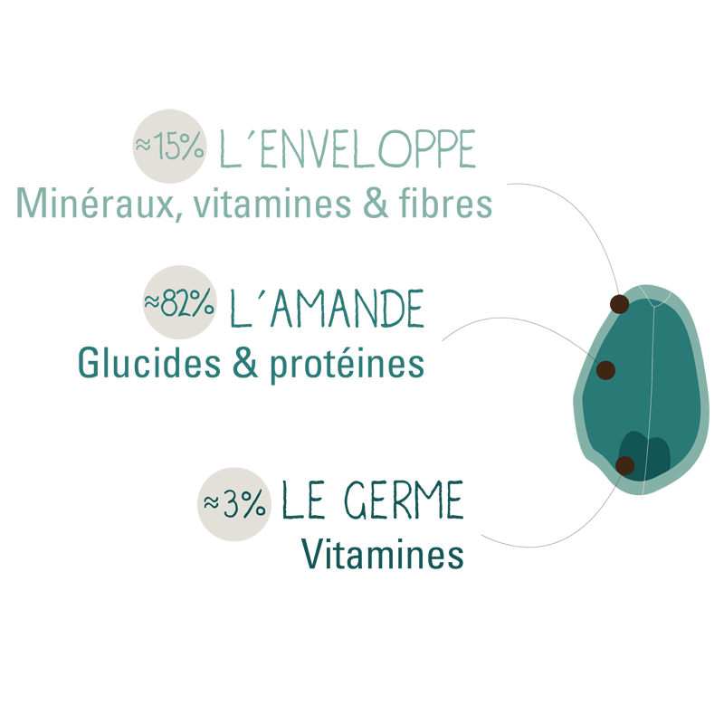 composition d'un grain de ble