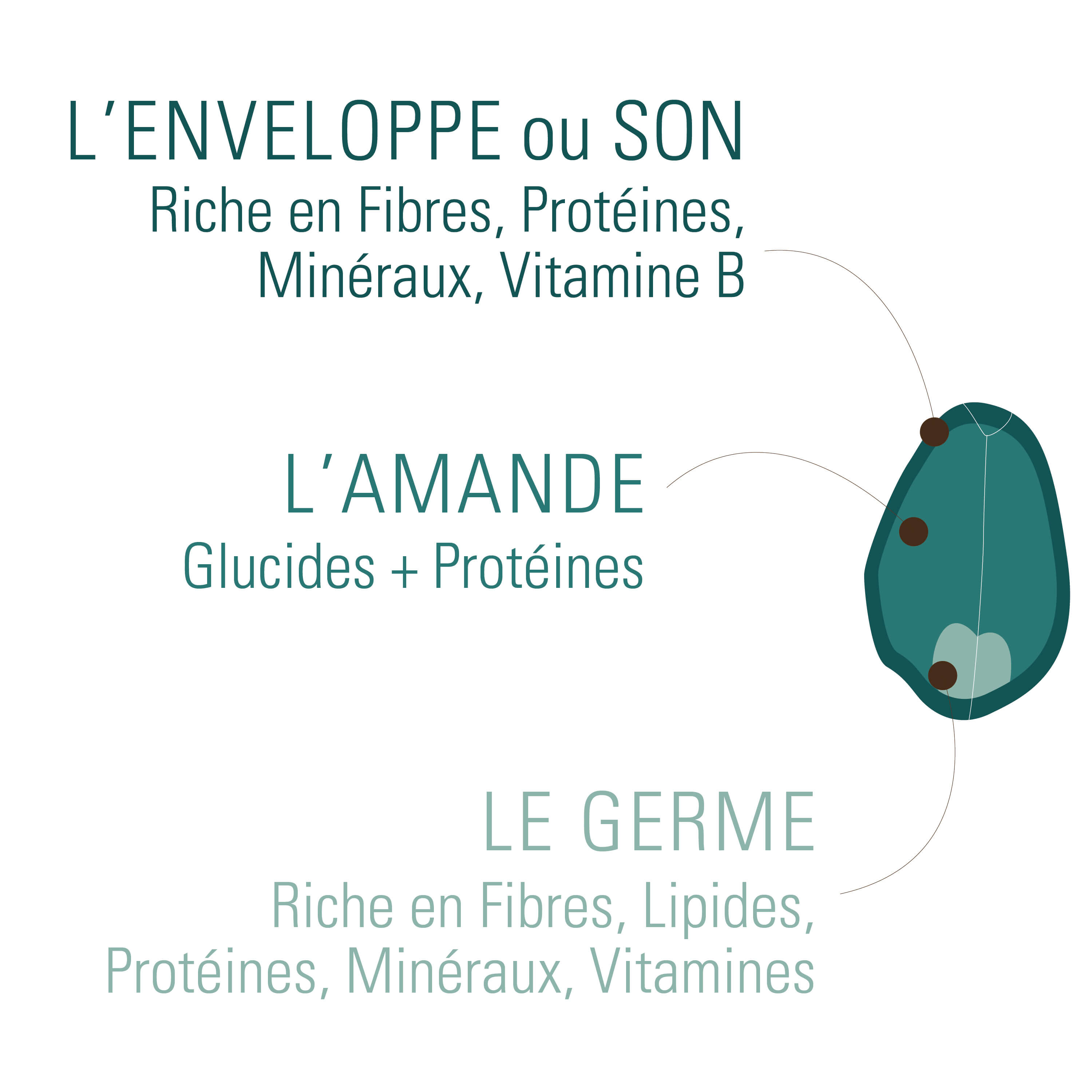 grain de blé nutritionnel