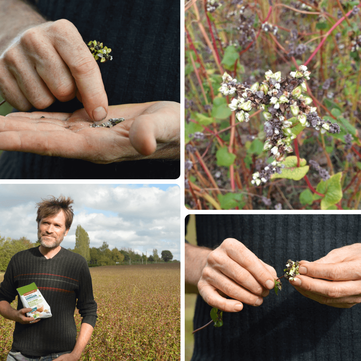 les greniers bio d'armorique producteur sarrasin