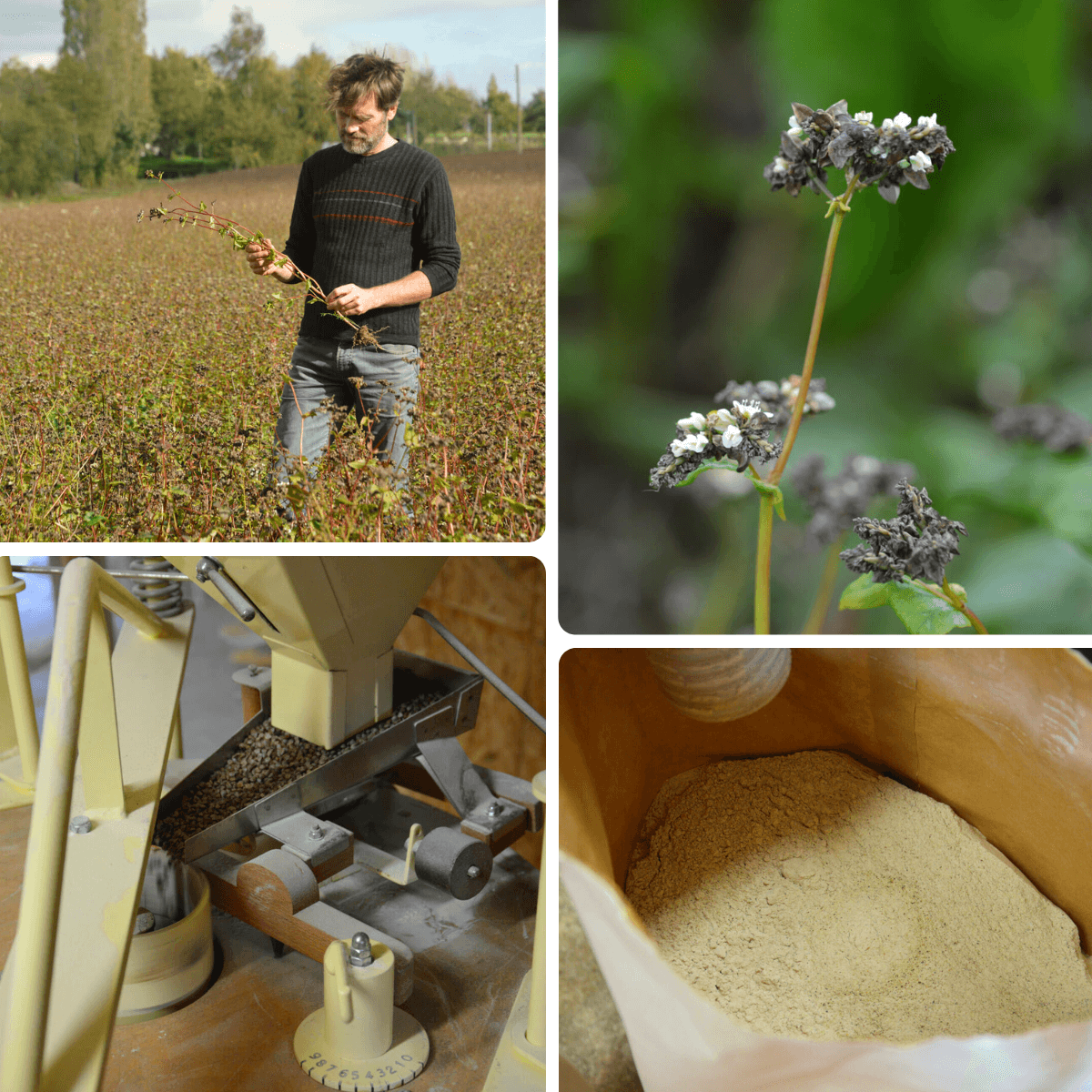 les greniers bio d'armorique producteur sarrasin moulin farine