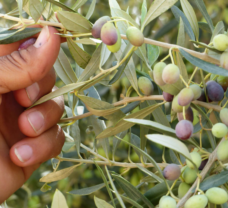 ethiquable huile-olive-vierge-tunisie-equitable-bio