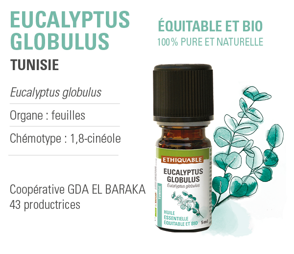 huile essentielle eucalyptus bio equitable ethiquable