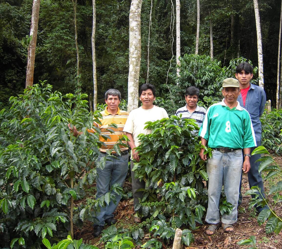 illampu café bolivie bio commerce équitable