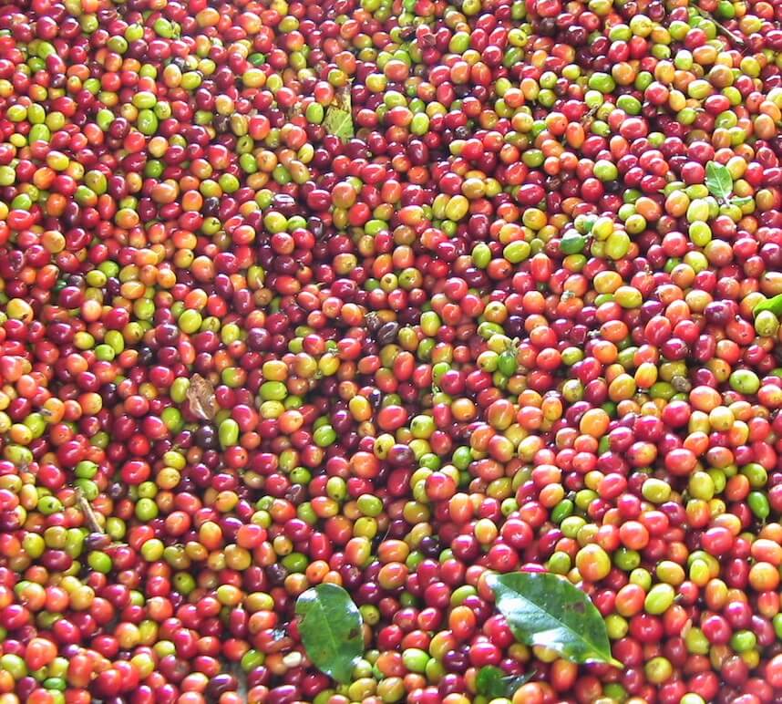 illampu café bolivie bio commerce équitable