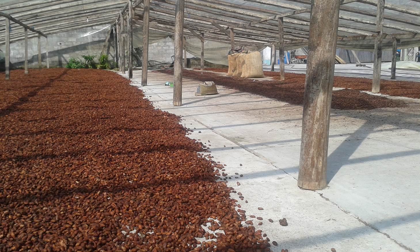 cacao équateur ethiquable