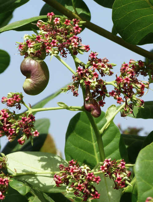 COOPAKE-FRUIT-cajou-bio-equitable-ethiquable.png