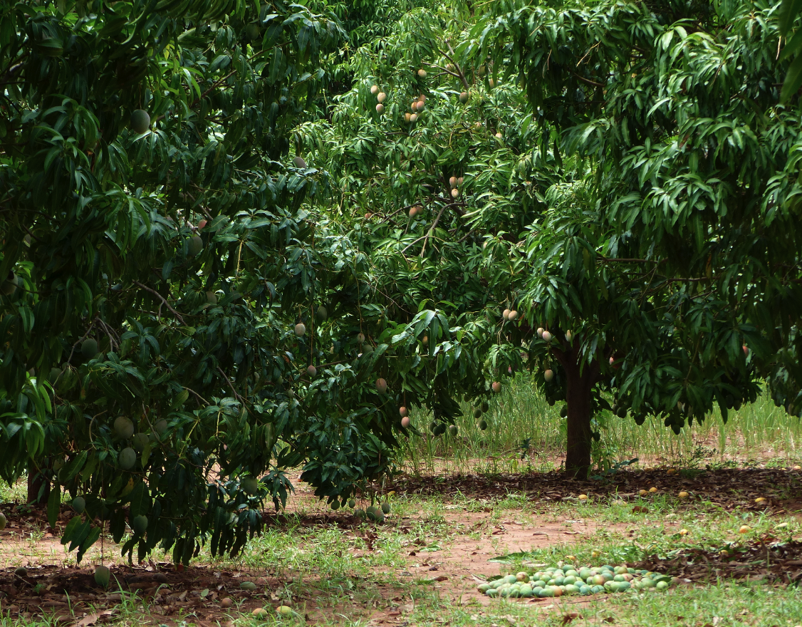 COOPAKE-parcelle-mangue-ethiquable